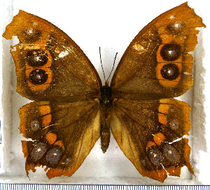  (Antirrhea undulata - JFDA2199)  @11 [ ] by-nc-sa (2025) Jean F. Le Crom Jean F. Le Crom