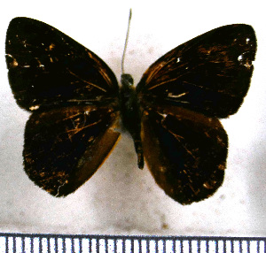  (Pelolasia candaria - JFDA2360)  @11 [ ] by-nc-sa (2025) Jean F. Le Crom Jean F. Le Crom