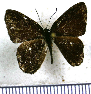  (Pelolasia eupatra - JFDA2363)  @11 [ ] by-nc-sa (2025) Jean F. Le Crom Jean F. Le Crom