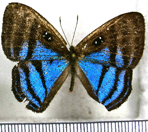  (Ectosemia attavus - JFDA2370)  @11 [ ] by-nc-sa (2025) Jean F. Le Crom Jean F. Le Crom