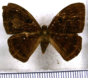  (Ectosemia eurythmia - JFDA2373)  @11 [ ] by-nc-sa (2025) Jean F. Le Crom Jean F. Le Crom