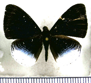  (Mesosemia olivencia - JFDA2412)  @11 [ ] by-nc-sa (2025) Jean F. Le Crom Jean F. Le Crom