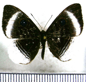  (Mesosemia machaera - JFDA2416)  @11 [ ] by-nc-sa (2025) Jean F. Le Crom Jean F. Le Crom