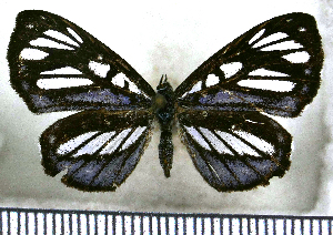  (Ithomiola callixena - JFDA2515)  @11 [ ] by-nc-sa (2025) Jean F. Le Crom Jean F. Le Crom