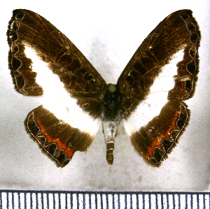  (Nymphidium azanoides occidentalis - JFDA2527)  @11 [ ] by-nc-sa (2025) Jean F. Le Crom Jean F. Le Crom