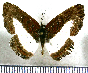  (Nymphidium azanoides - JFDA2529)  @11 [ ] by-nc-sa (2025) Jean F. Le Crom Jean F. Le Crom