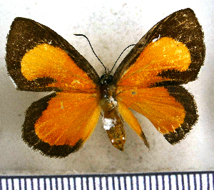  (Sanguinea cruentata - JFDA2603)  @11 [ ] by-nc-sa (2025) Jean F. Le Crom Jean F. Le Crom