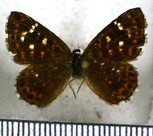  (Aricoris epulus - JFDA2626)  @11 [ ] by-nc-sa (2025) Jean F. Le Crom Jean F. Le Crom