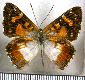  (Ariconias albinus - JFDA2628)  @11 [ ] by-nc-sa (2025) Jean F. Le Crom Jean F. Le Crom