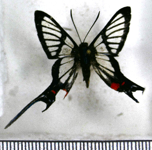  (Chorinea batesii - JFDA2672)  @11 [ ] by-nc-sa (2025) Jean F. Le Crom Jean F. Le Crom
