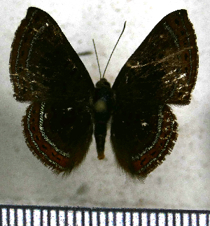  (Chalodeta chitinosa - JFDA2681)  @11 [ ] by-nc-sa (2025) Jean F. Le Crom Jean F. Le Crom