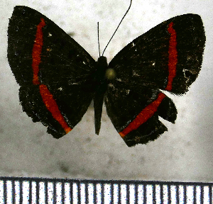  (Crocozona coecias arcuata - JFDA2684)  @11 [ ] by-nc-sa (2025) Jean F. Le Crom Jean F. Le Crom
