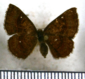  (Calephelis nilus - JFDA2686)  @11 [ ] by-nc-sa (2025) Jean F. Le Crom Jean F. Le Crom