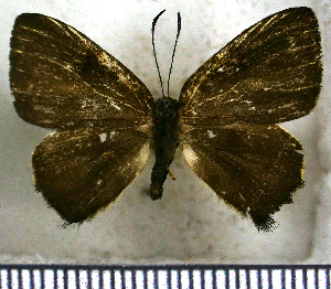  (Anteros cruentatus - JFDA2731)  @11 [ ] by-nc-sa (2025) Jean F. Le Crom Jean F. Le Crom