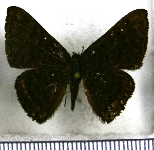  (Emesis opypore - JFDA2742)  @11 [ ] by-nc-sa (2025) Jean F. Le Crom Jean F. Le Crom