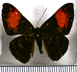  (Emesis heteroclita - JFDA2745)  @11 [ ] by-nc-sa (2025) Jean F. Le Crom Jean F. Le Crom