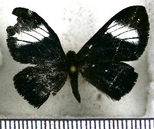  (Esthemopsis macara - JFDA2765)  @11 [ ] by-nc-sa (2025) Jean F. Le Crom Jean F. Le Crom