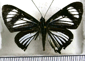  (Esthemopsis colaxes - JFDA2767)  @11 [ ] by-nc-sa (2025) Jean F. Le Crom Jean F. Le Crom