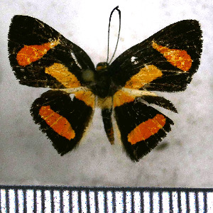  (Mesenopsis tricolor - JFDA2796)  @11 [ ] by-nc-sa (2025) Jean F. Le Crom Jean F. Le Crom