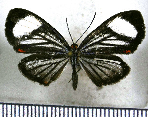  (Xynias lithosina christalla - JFDA2797)  @11 [ ] by-nc-sa (2025) Jean F. Le Crom Jean F. Le Crom
