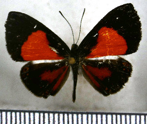  (Cariomothis erotylus - JFDA2846)  @11 [ ] by-nc-sa (2025) Jean F. Le Crom Jean F. Le Crom