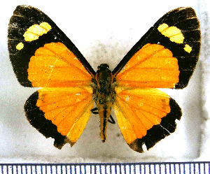  (Paraphthonia molione - JFDA2864)  @11 [ ] by-nc-sa (2025) Jean F. Le Crom Jean F. Le Crom