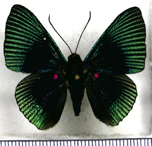  (Lyropteryx apollonia diana - JFDA2880)  @11 [ ] by-nc-sa (2025) Jean F. Le Crom Jean F. Le Crom