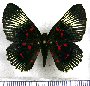  (Lyropteryx terpsichore - JFDA2882)  @11 [ ] by-nc-sa (2025) Jean F. Le Crom Jean F. Le Crom