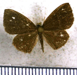  (Theope tetrastigma - JFDA2888)  @11 [ ] by-nc-sa (2025) Jean F. Le Crom Jean F. Le Crom