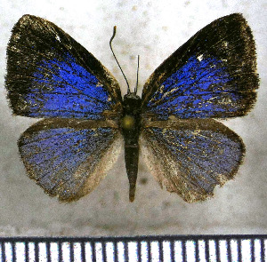  (Theope hypoleuca - JFDA2889)  @11 [ ] by-nc-sa (2025) Jean F. Le Crom Jean F. Le Crom