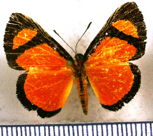 (Pachythone gigas ignifer - JFDA2926)  @11 [ ] by-nc-sa (2025) Jean F. Le Crom Jean F. Le Crom