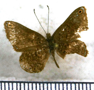  (Charis ocellata - JFDA2987)  @11 [ ] by-nc-sa (2025) Jean F. Le Crom Jean F. Le Crom