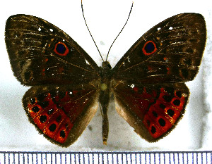  (Eurybia nicaeus - JFDA3007)  @11 [ ] by-nc-sa (2025) Jean F. Le Crom Jean F. Le Crom