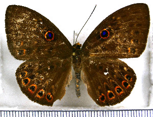  (Eurybia dardus annulata - JFDA3015)  @11 [ ] by-nc-sa (2025) Jean F. Le Crom Jean F. Le Crom