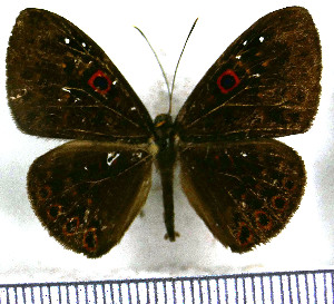  (Eurybia dardus dardus - JFDA3016)  @11 [ ] by-nc-sa (2025) Jean F. Le Crom Jean F. Le Crom