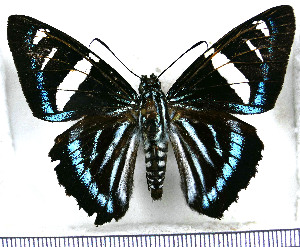  (Phocides metrodorus nigrescens - JFDA3027)  @11 [ ] by-nc-sa (2025) Jean F. Le Crom Jean F. Le Crom