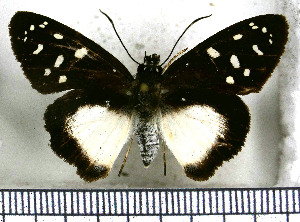  (Hyalothyrus neleus - JFDA3055)  @11 [ ] by-nc-sa (2025) Jean F. Le Crom Jean F. Le Crom