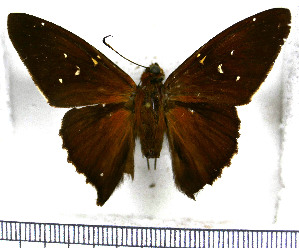  (Epargyreus nutra - JFDA3082)  @11 [ ] by-nc-sa (2025) Jean F. Le Crom Jean F. Le Crom