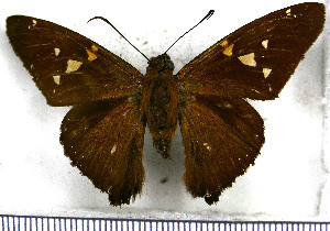  (Epargyreus spinta - JFDA3084)  @11 [ ] by-nc-sa (2025) Jean F. Le Crom Jean F. Le Crom