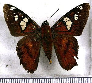  (Agara epimachia verina - JFDA3294)  @11 [ ] by-nc-sa (2025) Jean F. Le Crom Jean F. Le Crom