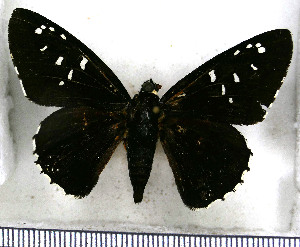  (Apyrrothrix maculosa - JFDA3340)  @11 [ ] by-nc-sa (2025) Jean F. Le Crom Jean F. Le Crom