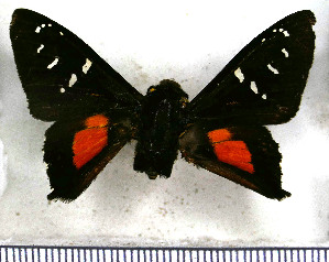  (Apyrrothrix cossea - JFDA3341)  @11 [ ] by-nc-sa (2025) Jean F. Le Crom Jean F. Le Crom