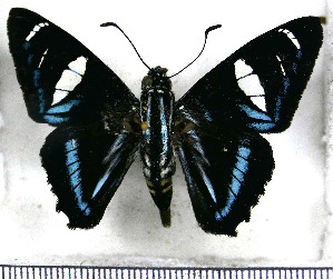  (Jemadia hospita imitator - JFDA3359)  @11 [ ] by-nc-sa (2025) Jean F. Le Crom Jean F. Le Crom