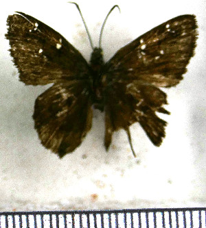  (Celaenorrhinus monartus - JFDA3385)  @11 [ ] by-nc-sa (2025) Jean F. Le Crom Jean F. Le Crom