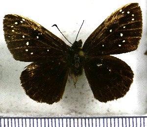  (Celaenorrhinus astrigera - JFDA3386)  @11 [ ] by-nc-sa (2025) Jean F. Le Crom Jean F. Le Crom