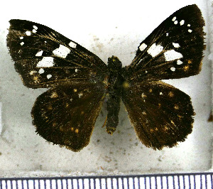  (Celaenorrhinus shema shema - JFDA3392)  @11 [ ] by-nc-sa (2025) Jean F. Le Crom Jean F. Le Crom