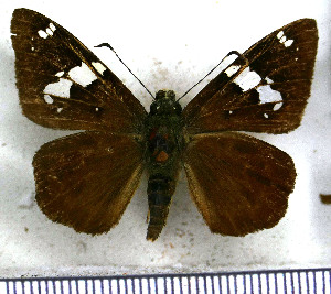  (Celaenorrhinus eligius - JFDA3396)  @11 [ ] by-nc-sa (2025) Jean F. Le Crom Jean F. Le Crom