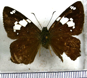  (Celaenorrhinus songoensis - JFDA3397)  @11 [ ] by-nc-sa (2025) Jean F. Le Crom Jean F. Le Crom