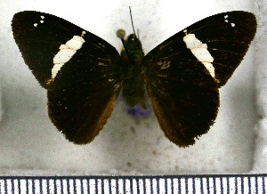  (Celaenorrhinus jao - JFDA3401)  @11 [ ] by-nc-sa (2025) Jean F. Le Crom Jean F. Le Crom