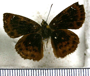  (Nisoniades brunneata - JFDA3449)  @11 [ ] by-nc-sa (2025) Jean F. Le Crom Jean F. Le Crom